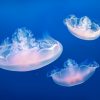 Invasive freshwater jellyfish discovered in Eastern Townships lakes