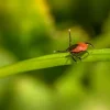 Estrie Faces Rising Tick Populations and New Tick-Borne Diseases as Climate Conditions Shift